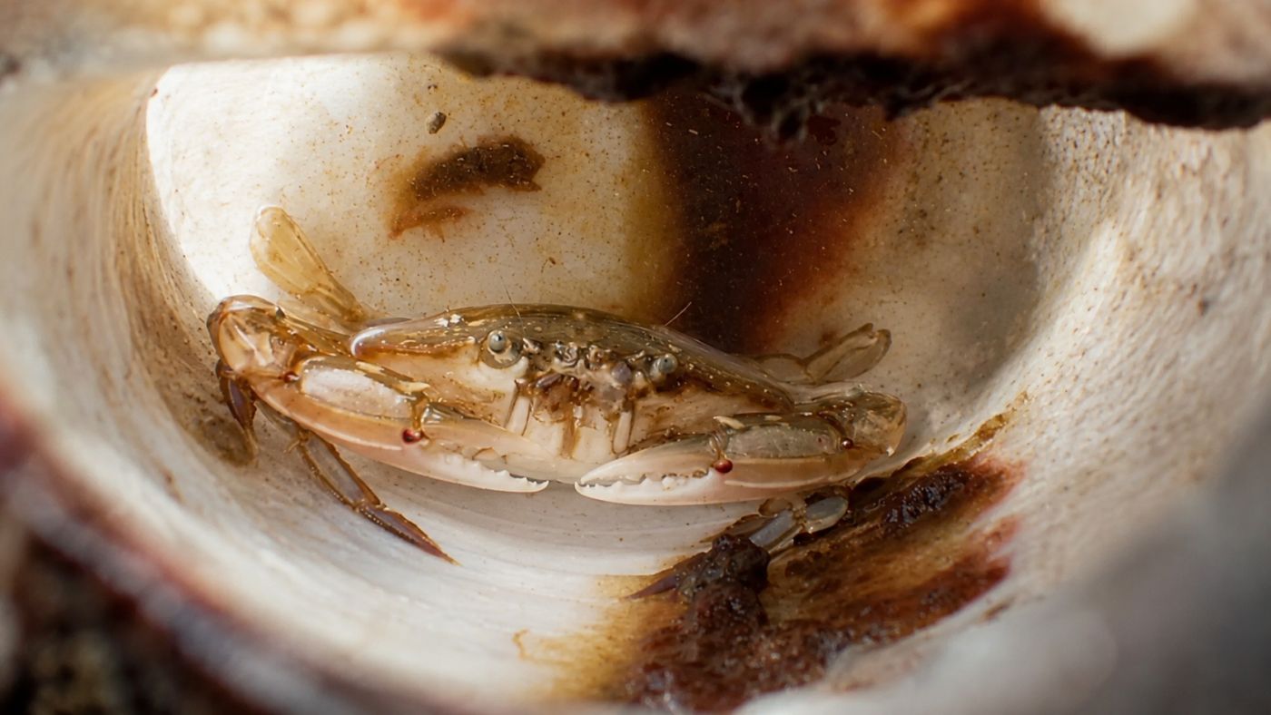 Caranguejo-nadador foi encontrado vivo dentro de garrafa plástica no oceano — Foto: Reprodução