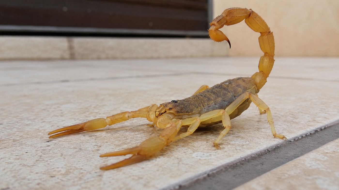 Escorpiões encontram abrigo em frestas, entulhos, ralos e locais escuros dentro ou próximos das residências.