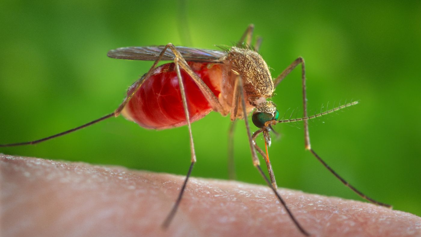 Mosquito Culex quinquefasciatus durante alimentação. Foto: James Gathany/CDC.