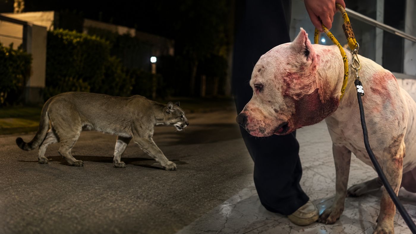 Pitbull ficou ferido após ser atacado por onça-parda em São Paulo Imagem: Reprodução/Redes Sociais… - Veja mais em