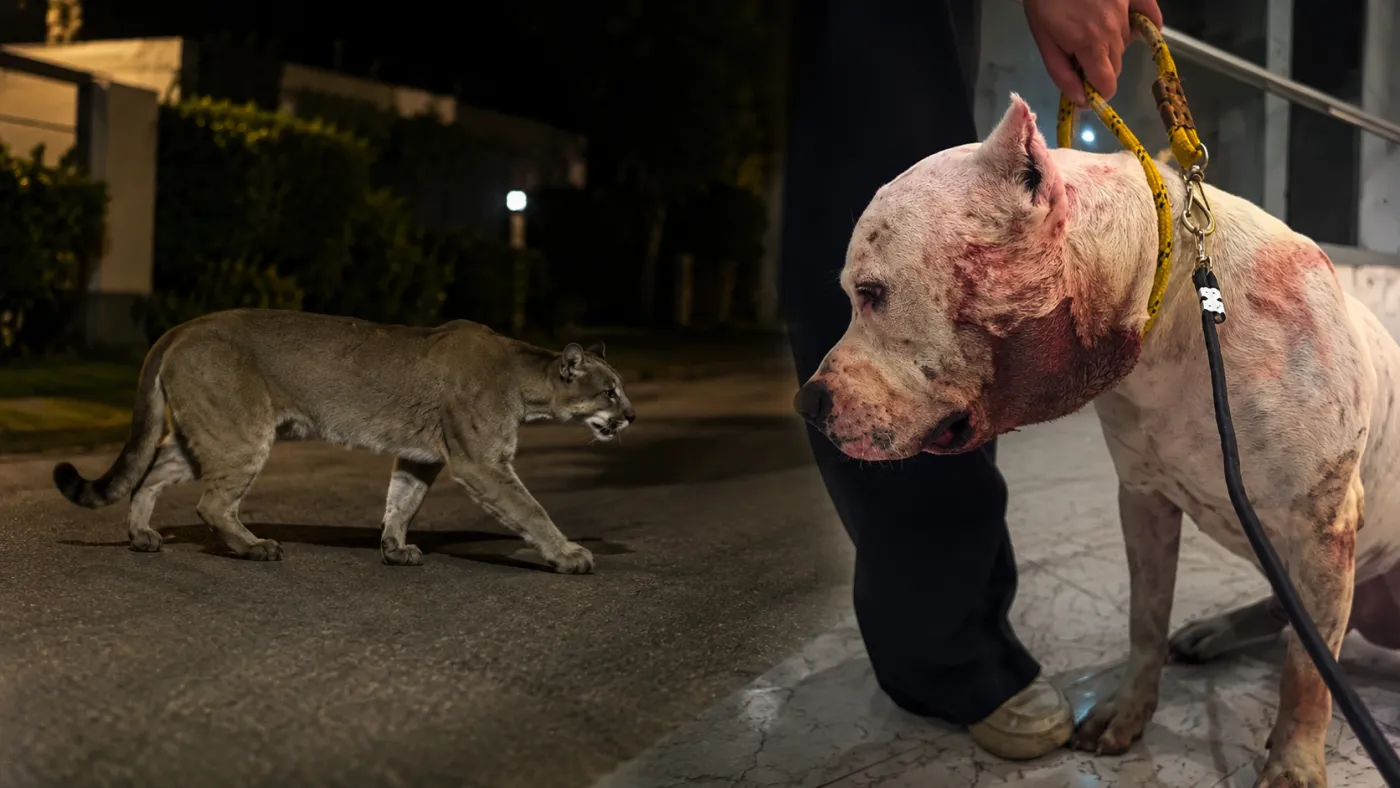 Pitbull ficou ferido após ser atacado por onça-parda em São Paulo Imagem: Reprodução/Redes Sociais… - Veja mais em https://noticias.uol.com.br/cotidiano/ultimas-noticias/2026/08/08/onca-parda-invade-casa-em-condominio-na-zona-norte-de-sp-e-fere-pitbull.gh