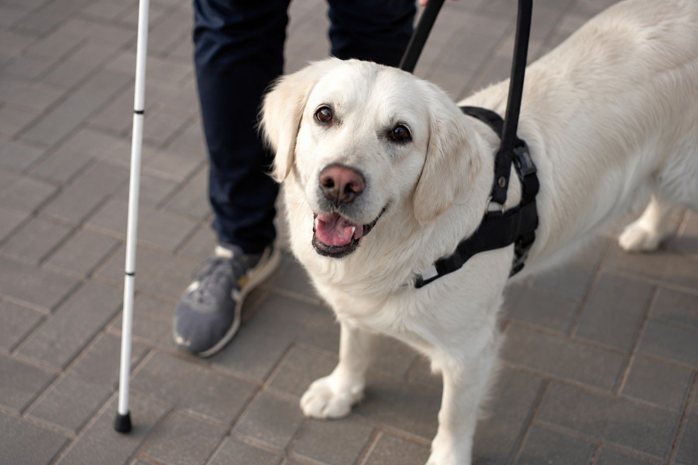 Cães de serviço devem permanecer concentrados nas tarefas de assistência aos tutores — Foto: Reprodução