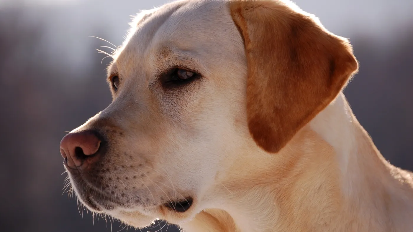 Labrador retriever fotografado por Herwig Kavallar. Foto em domínio público, via Wikimedia Commons; imagem recortada para 16:9.